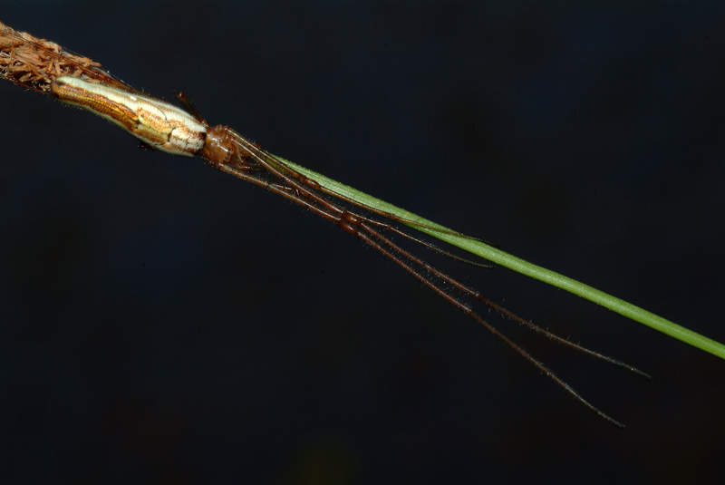 Tetragnatha sp.